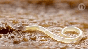 Understanding Nematodes: Types, Impact, and Control Methods Nematodes