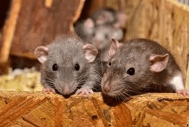 Comprehensive Guide to Rodents: Types, Habits, and Control Methods Rodents