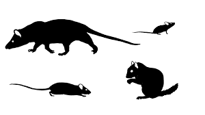 Comprehensive Guide to Rodents: Types, Habits, and Control Methods Rodents
