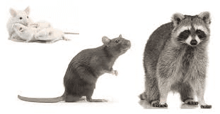 Comprehensive Guide to Rodents: Types, Habits, and Control Methods Rodents