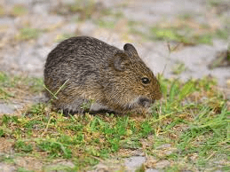 Comprehensive Guide to Rodents: Types, Habits, and Control Methods Rodents