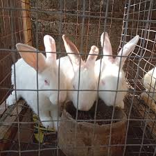 L'Élevage de lapins Techniques: Un Guide Complet pour les Débutants et les Petits Agriculteurs.