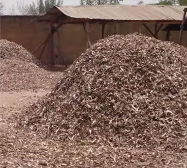 Comment le Processus de Manioc pour l'Alimentation de la Volaille: Un Guide Complet