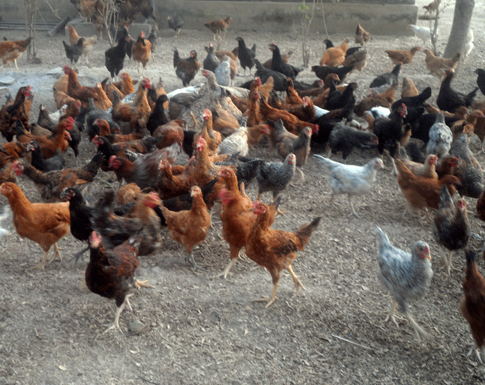 Noiler Chicken: Full Information, Characteristics, and Management Guide