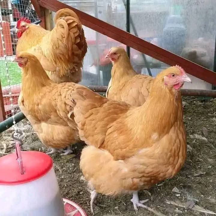 Noiler Chicken Farming Guide: Breeds, Benefits, and How to Get Started