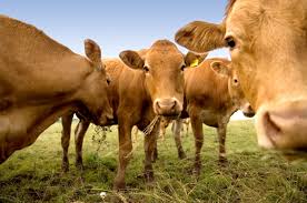 Types of Livestock in Agriculture