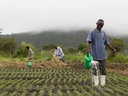 Key Areas of  Agricultural Research