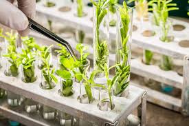 Role of Biotechnology in Agriculture