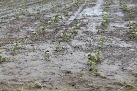 Changing Precipitation Patterns Leading To Droughts And Floods