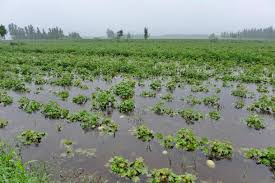 Sea Level Rise Impacting Coastal Agricultural Land