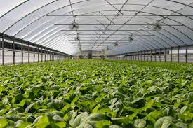 Commercial Farming: Different Types Of Commercial Farms