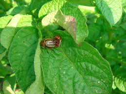 Challenges in Organic Farming: Pest, Soil, and Market Issues