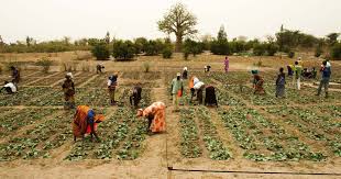 The Role of Agriculture in Employment Generation