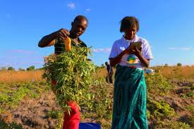 The Vital Role of Agriculture in Economic Development