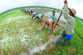 Historical Development of Agriculture