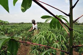 Advancements in Crop Improvement Techniques