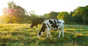 Proper Animal Grazing and Preservation Techniques