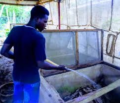 Challenges And Potential Of Snail Farming