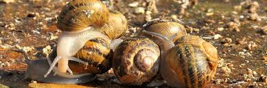 Nutritional Value And Culinary Uses Of Snails