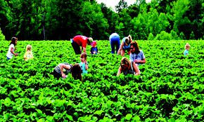 What Are The Roles of Agriculture in the Economy