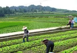 What Are The Roles of Agriculture in the Economy