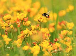 Importance of pollinators in agriculture and ecosystem 