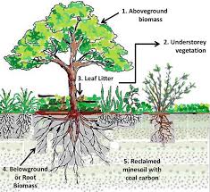 Carbon sequestration potential 