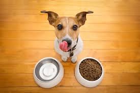 Types of Dog Food