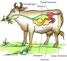 Feeding and Nutrition Of Ruminant Animals