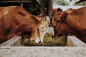 Feeding and Nutrition Of Ruminant Animals