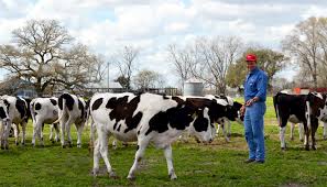 Effective Cattle Farming Practices for Healthier Livestock