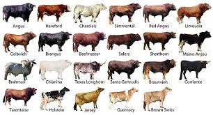 Different Breeds of Cattle Around The World