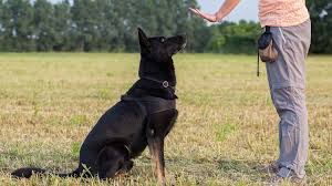 Dogs Training and Behavior