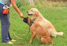 Dogs Training and Behavior