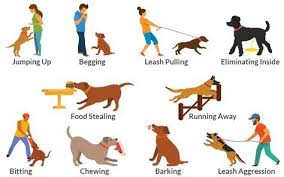 Dogs Training and Behavior