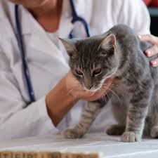 Common diseases and Preventive care of Cats