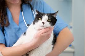 Common diseases and Preventive care of Cats