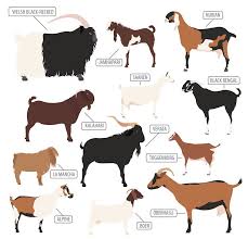 Top Breeds of Goats for Dairy, Meat, and Fiber Production