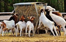 Goat Farming Techniques