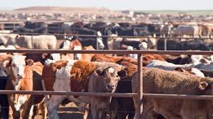 Economic Significance of Cattle Farming