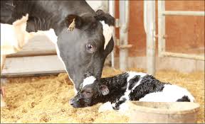 Calving Care Complete Guide