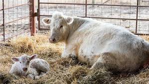 Calving Care Complete Guide