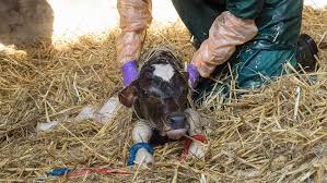 Calving Care Complete Guide