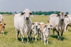 Some Common Beef Breeds of Cattle