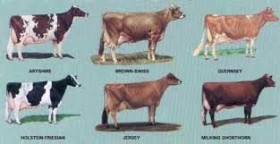 Dairy Breeds of Cattle