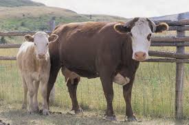 Different Breeds of Cattle Characteristics