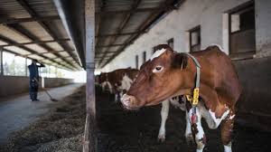 Different Breeds of Cattle Characteristics