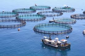 Fish Farming Techniques