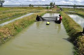 Fish Farming Techniques