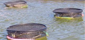 Pond Culture Fisheries Method